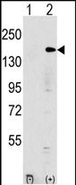 EHMT1 (N-term)
