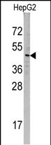 SNX6 (N-term)