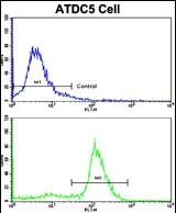 Rabbit Polyclonal Antibody to ALDH5A1 (N-term)