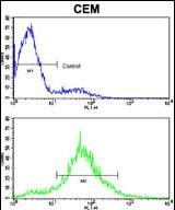 Rabbit Polyclonal Antibody to CDH10 (N-term)