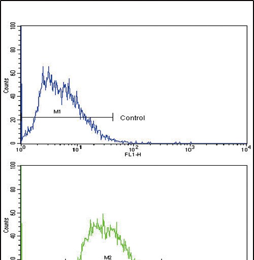 Rabbit Polyclonal Antibody to ABCG2 (BCRP)