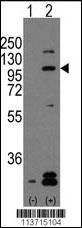 Rabbit Polyclonal Antibody to CDH2