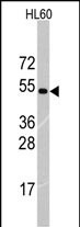 RNF36 (TRIM69) (Center K251)