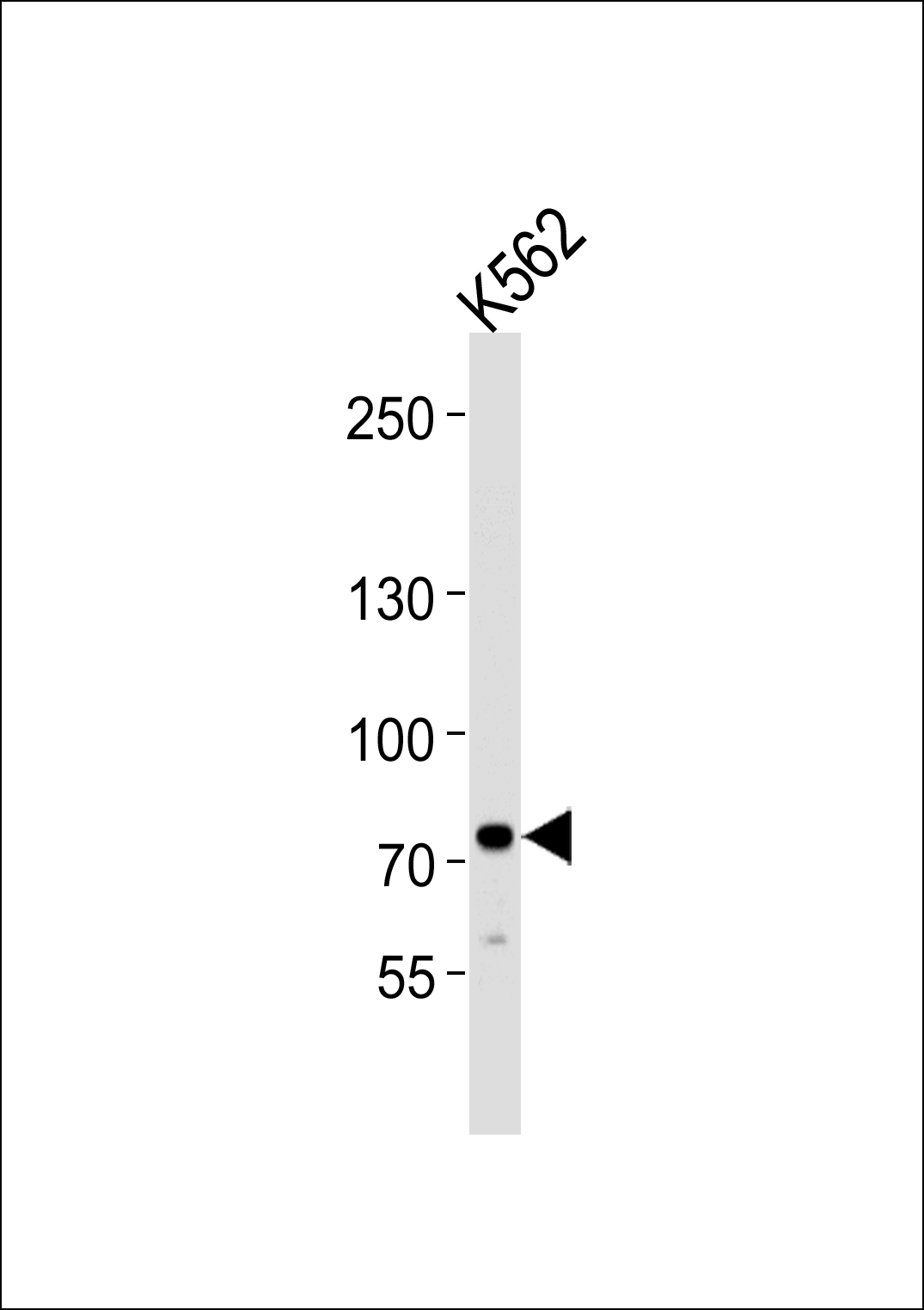 SOX30