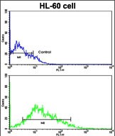 Rabbit Polyclonal Antibody to LIN28B