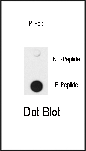 Phospho-SMAD4(T277)