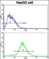 Rabbit Polyclonal Antibody to H Cadherin (CDH13) (N-term)