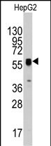 ECGF1