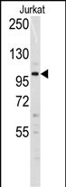 Dnmt3a (N-term R46)