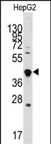 GDF3