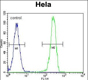 Rabbit Polyclonal Antibody to LGR5 (GPR49)