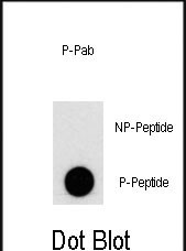 Phospho-PI3KC3(S676)