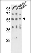 MeCP2