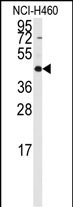 RMND5B