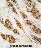 Rabbit Polyclonal Antibody to XTP3TPA (N-term)