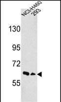 EphA3 (N-term)