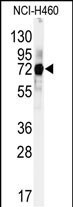 CUL5