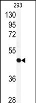 RFC3