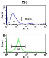 Rabbit Polyclonal Antibody to RFC3
