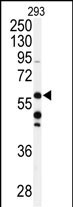 CABC1 (C-term D531)