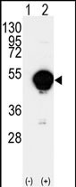 CYP20A1