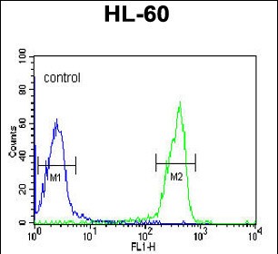 Rabbit Polyclonal Antibody to OMD