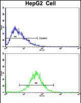 Rabbit Polyclonal Antibody to GCAT