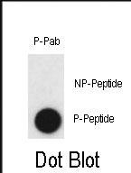 Phospho-CLDN2(Y224)