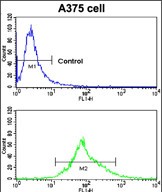 Rabbit Polyclonal Antibody to CA14 (N-term)