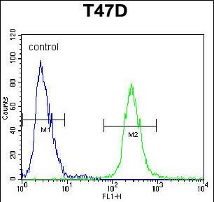 Rabbit Polyclonal Antibody to FGG