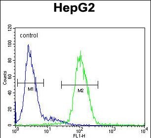 Rabbit Polyclonal Antibody to CP (N-term)