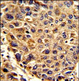 Rabbit Polyclonal Antibody to SPCS3