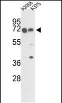 FKBP10