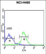 Rabbit Polyclonal Antibody to FKBP9 (N-term)