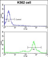 Rabbit Polyclonal Antibody to CCT3