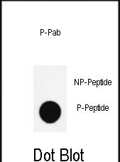 Phospho-Nanog(S285)