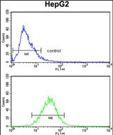 Rabbit Polyclonal Antibody to AMT (N-term)