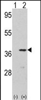 CDK3 (N-term Y19)
