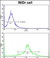 Rabbit Polyclonal Antibody to PDIA3