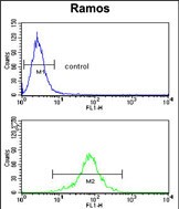 Rabbit Polyclonal Antibody to PGLS