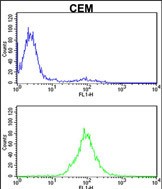 Rabbit Polyclonal Antibody to KPNB1 (N-term)
