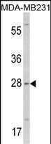 COLEC11 (N-term)