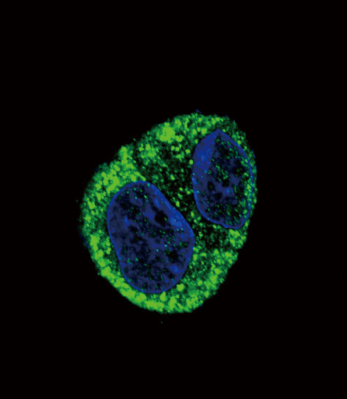 Rabbit Polyclonal Antibody to FGA (N-term)