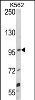 UNC5C