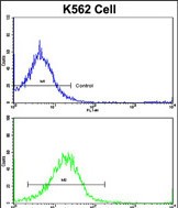 Rabbit Polyclonal Antibody to UNC5C