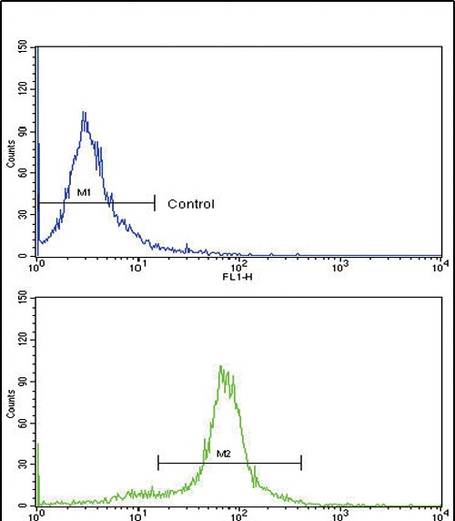 Rabbit Polyclonal Antibody to PAX6