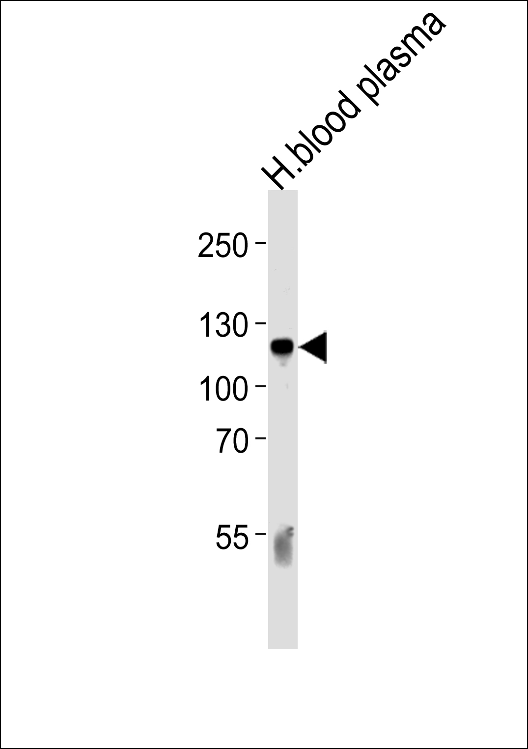 C6 (N-term)