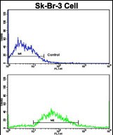 Rabbit Polyclonal Antibody to ITGAX