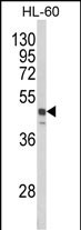 SNX6
