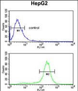 Rabbit Polyclonal Antibody to MASTL